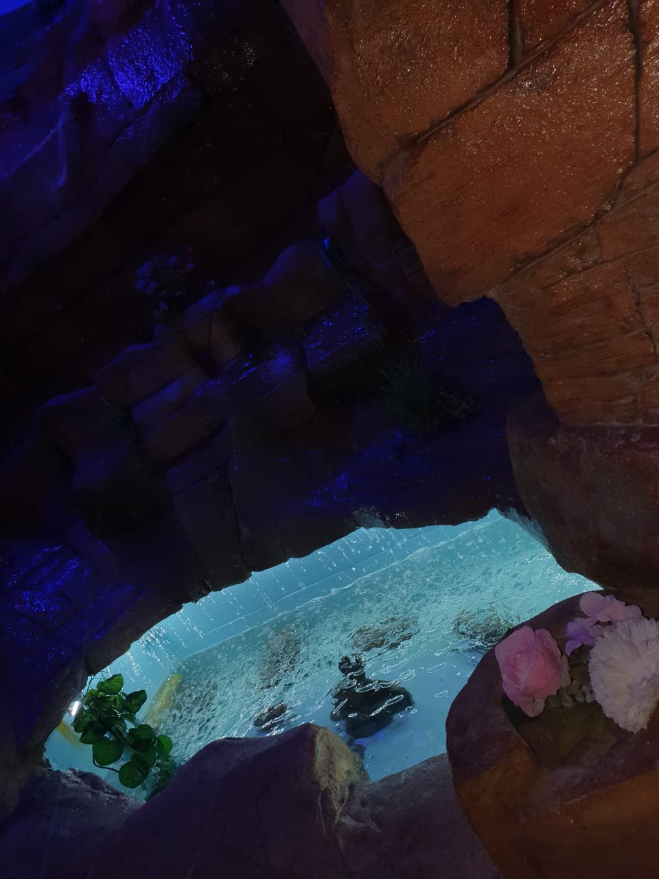 Waterfall fish